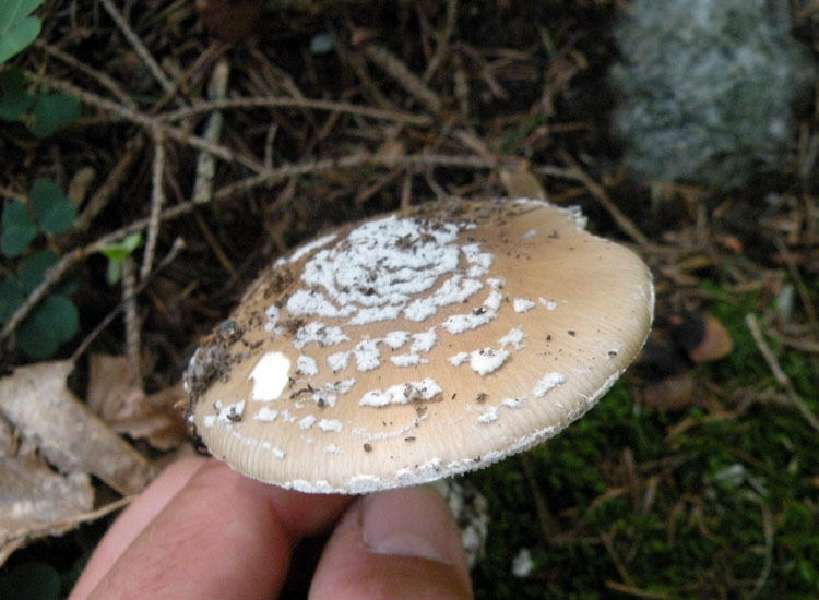 Amanita trentina: Amanita pantherina?